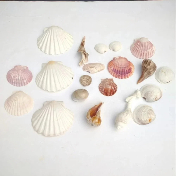 Seashell Lot Clearwater Beach, Florida - Picture 2 of 11